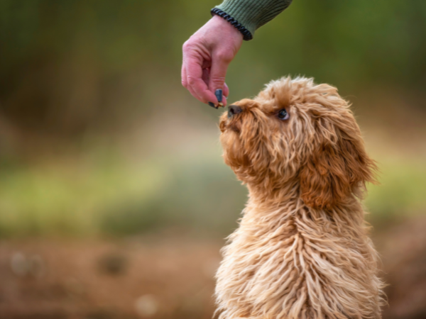 Guide to Dog Behavior Training x2
