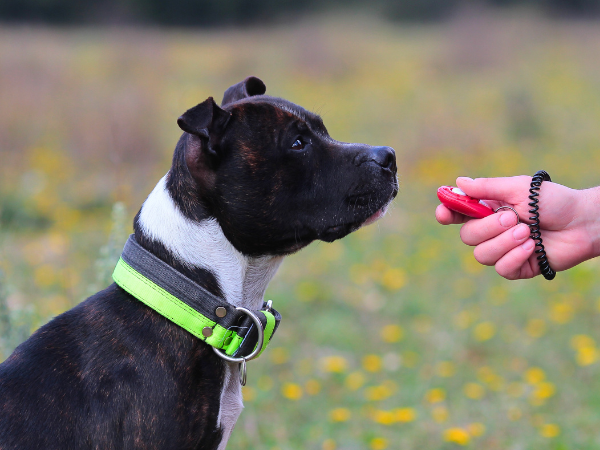 Guide to Dog Behavior Training x4
