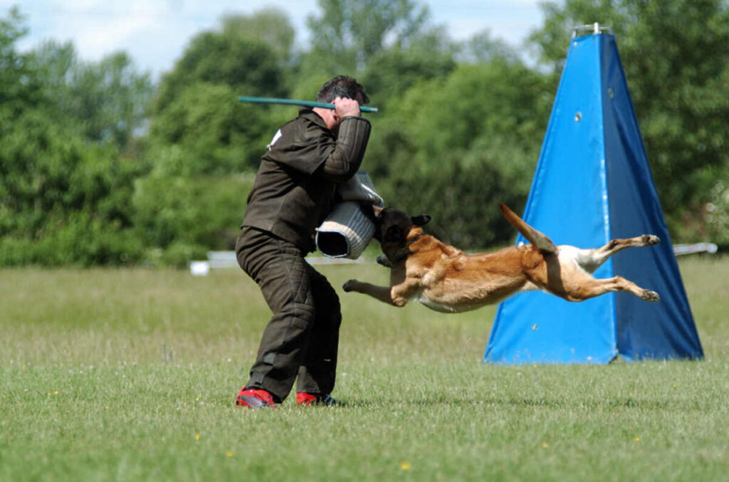 Dog training for protection and security