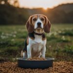 Best Dog Food for Beagles