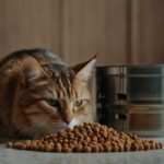 Best cat food for sensitive stomachs