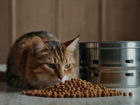 Best cat food for sensitive stomachs