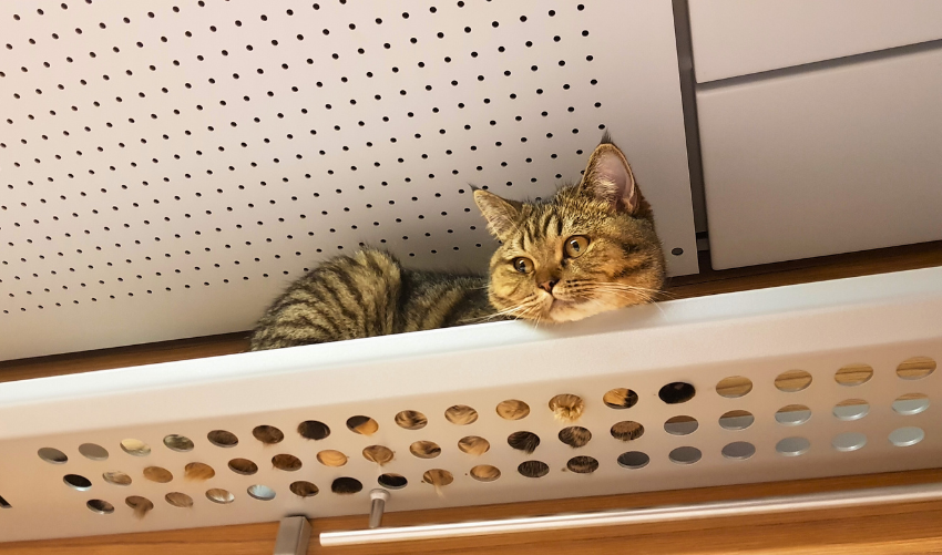 Can You Really Train a Cat Proven Strategies Revealed photo