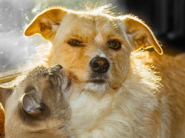 Cat to a Dog in a Safe and Friendly Manner photo 1