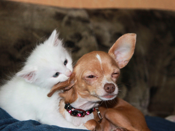 Cat to a Dog in a Safe and Friendly Manner photo 2