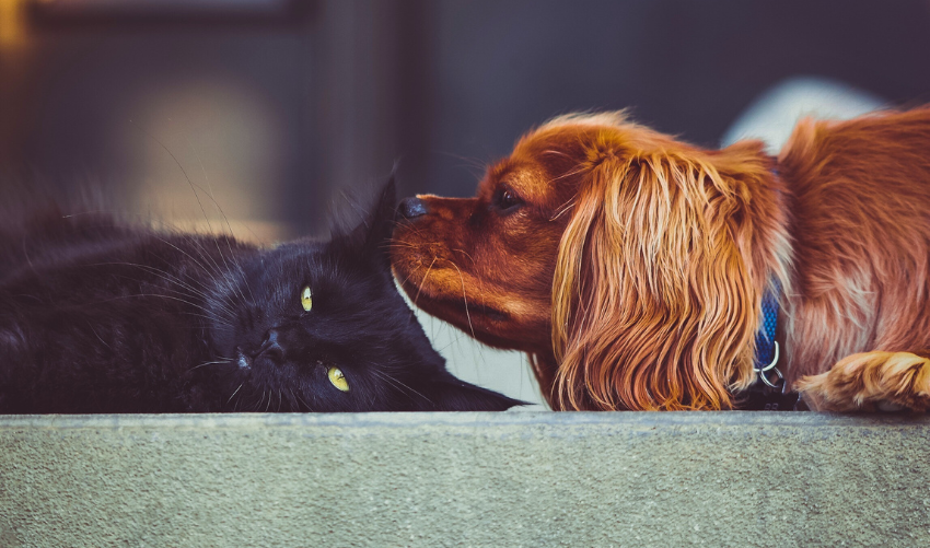 Cat to a Dog in a Safe and Friendly Manner photo