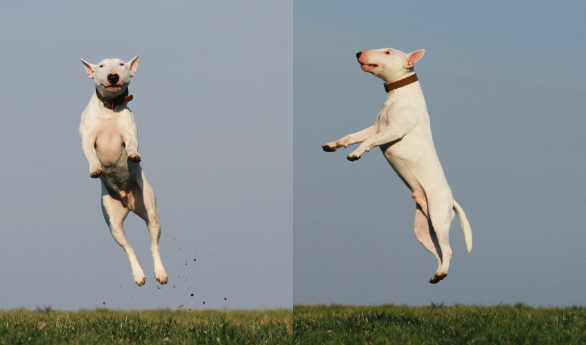 Guide to Dog Behavior Training photo