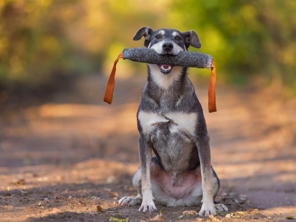 Guide to Dog Behavior Training 1