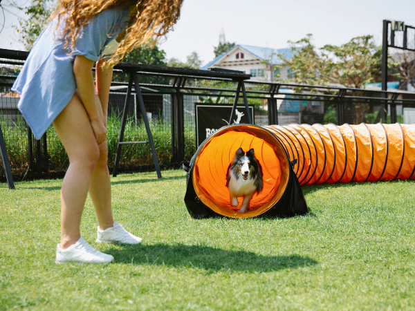 Guide to Dog Behavior Training x3