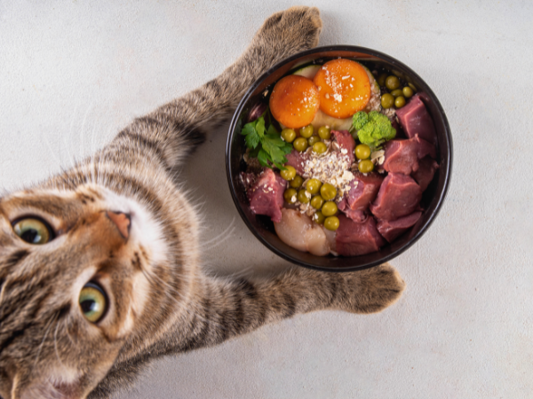 Top 5 Cat Foods for Allergies in 2025 photo 1