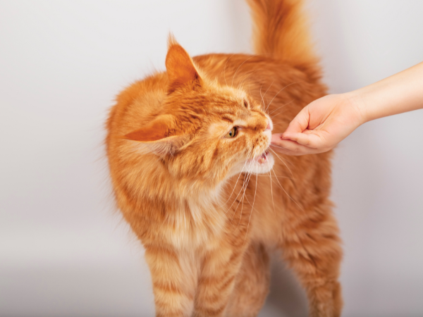 cat training photo
