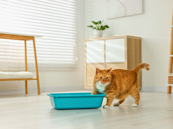 training a cat to use a litter box