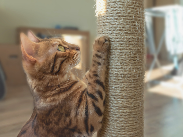 training a cat to use a scratching post