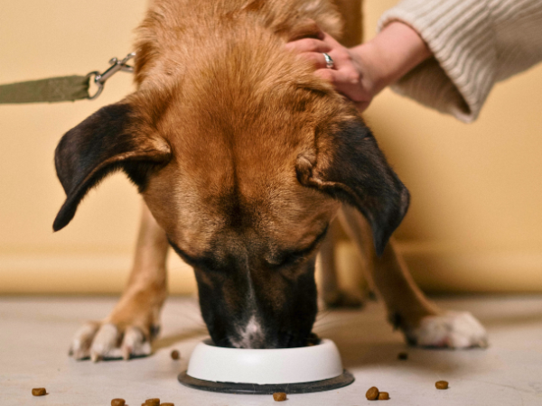 do dogs get tired of the same food 2