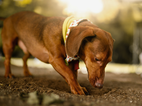why do dogs try to cover their food 2